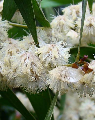 Fotografia de capa Acacia melanoxylon - do Jardim Botânico