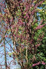 Fotografia da espécie Cercis siliquastrum