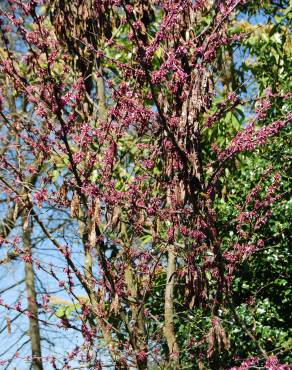 Fotografia 3 da espécie Cercis siliquastrum no Jardim Botânico UTAD