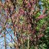 Fotografia 3 da espécie Cercis siliquastrum do Jardim Botânico UTAD