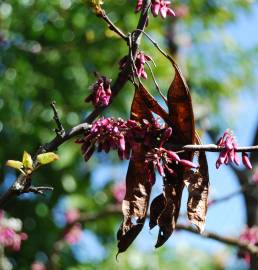 Fotografia da espécie Cercis siliquastrum