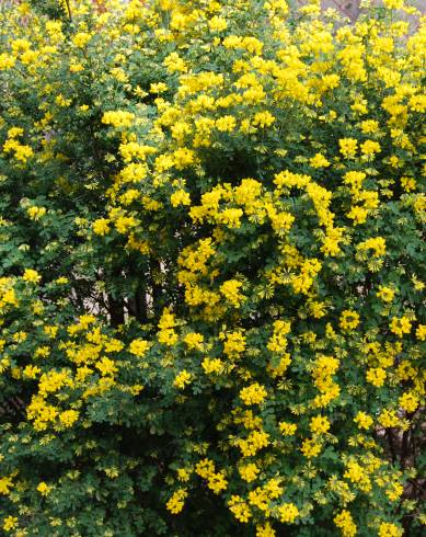 Fotografia de capa Coronilla glauca - do Jardim Botânico