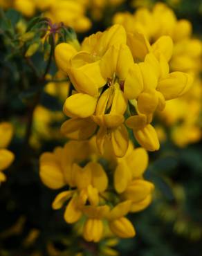 Fotografia 4 da espécie Coronilla glauca no Jardim Botânico UTAD