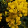 Fotografia 4 da espécie Coronilla glauca do Jardim Botânico UTAD