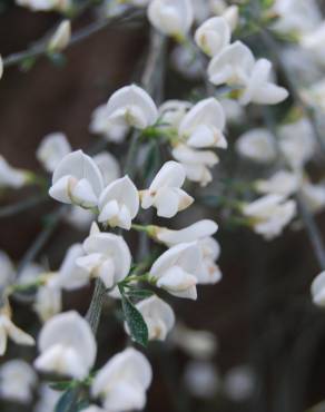 Fotografia 4 da espécie Cytisus multiflorus no Jardim Botânico UTAD