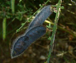 Fotografia da espécie Cytisus scoparius subesp. scoparius