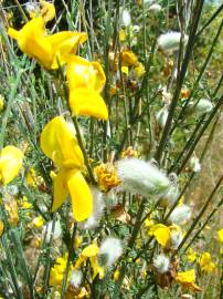 Fotografia da espécie Cytisus striatus