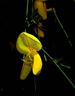 Fotografia 5 da espécie Cytisus striatus no Jardim Botânico UTAD