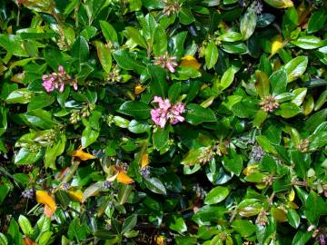 Fotografia da espécie Escallonia laevis