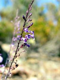 Fotografia da espécie Anarrhinum longipedicellatum