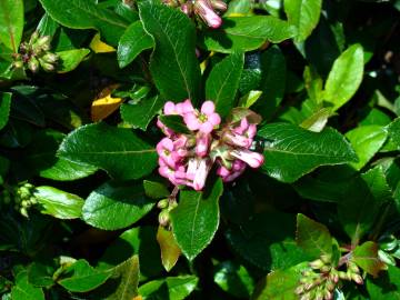 Fotografia da espécie Escallonia laevis