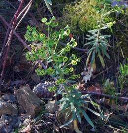 Fotografia da espécie Euphorbia characias subesp. characias