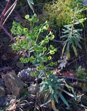 Fotografia 3 da espécie Euphorbia characias subesp. characias no Jardim Botânico UTAD