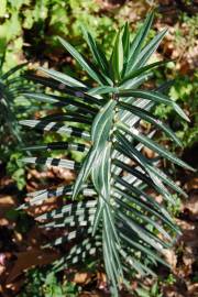 Fotografia da espécie Euphorbia lathyris