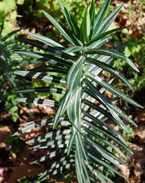 Fotografia 2 da espécie Euphorbia lathyris no Jardim Botânico UTAD