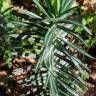 Fotografia 2 da espécie Euphorbia lathyris do Jardim Botânico UTAD