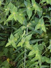 Fotografia da espécie Euphorbia lathyris