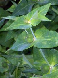 Fotografia da espécie Euphorbia lathyris