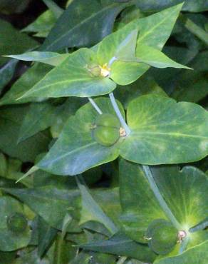 Fotografia 4 da espécie Euphorbia lathyris no Jardim Botânico UTAD
