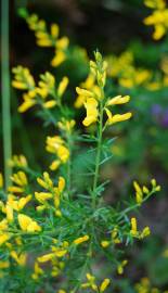 Fotografia da espécie Genista triacanthos