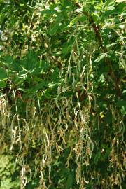 Fotografia da espécie Laburnum x watereri