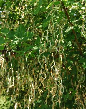 Fotografia 5 da espécie Laburnum x watereri no Jardim Botânico UTAD