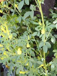 Fotografia da espécie Melilotus officinalis