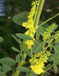 Melilotus officinalis