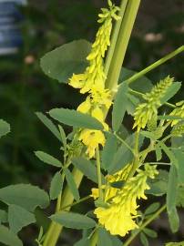 Fotografia da espécie Melilotus officinalis