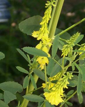 Fotografia 1 da espécie Melilotus officinalis no Jardim Botânico UTAD