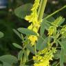 Fotografia 1 da espécie Melilotus officinalis do Jardim Botânico UTAD