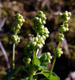 Fotografia da espécie Mercurialis annua