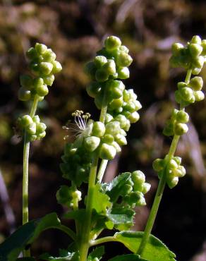 Fotografia 3 da espécie Mercurialis annua no Jardim Botânico UTAD