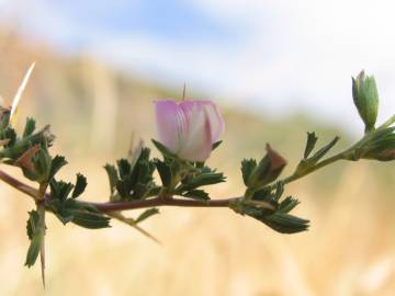 Fotografia da espécie Ononis spinosa subesp. spinosa