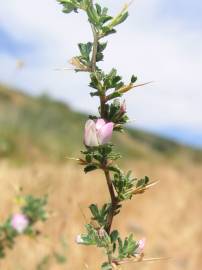 Fotografia da espécie Ononis spinosa subesp. spinosa