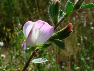 Fotografia da espécie Ononis spinosa subesp. spinosa