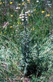 Fotografia da espécie Bartsia trixago