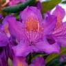 Fotografia 4 da espécie Rhododendron ponticum subesp. baeticum do Jardim Botânico UTAD