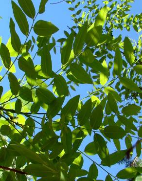 Fotografia 3 da espécie Styphnolobium japonicum no Jardim Botânico UTAD