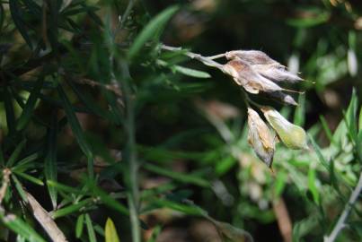 Fotografia da espécie Teline linifolia