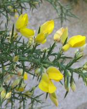 Fotografia da espécie Ulex europaeus