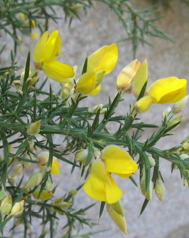 Fotografia de capa Ulex europaeus subesp. europaeus - do Jardim Botânico