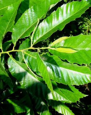 Fotografia 3 da espécie Castanea mollissima no Jardim Botânico UTAD