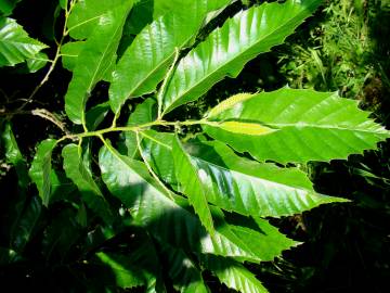 Fotografia da espécie Castanea mollissima