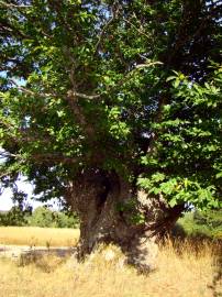 Fotografia da espécie Castanea sativa