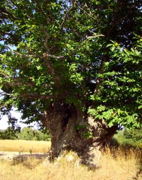 Fotografia 1 da espécie Castanea sativa no Jardim Botânico UTAD