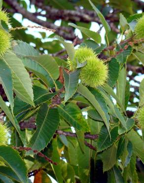 Fotografia 2 da espécie Castanea sativa no Jardim Botânico UTAD