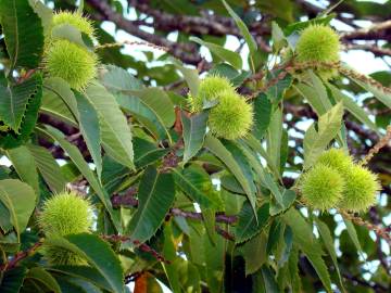 Fotografia da espécie Castanea sativa