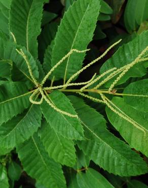 Fotografia 3 da espécie Castanea sativa no Jardim Botânico UTAD