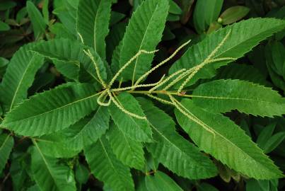 Fotografia da espécie Castanea sativa